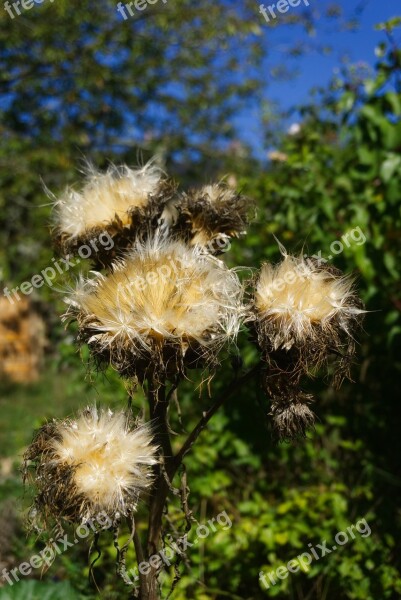 Flowers Artichokes Seeds Artichoke Flower Free Photos