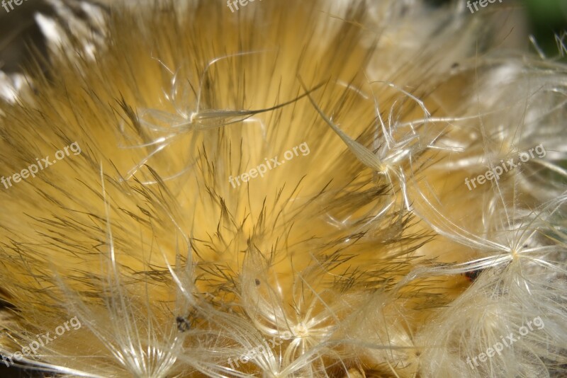 Flower Artichoke Seeds Artichoke Flower Macro