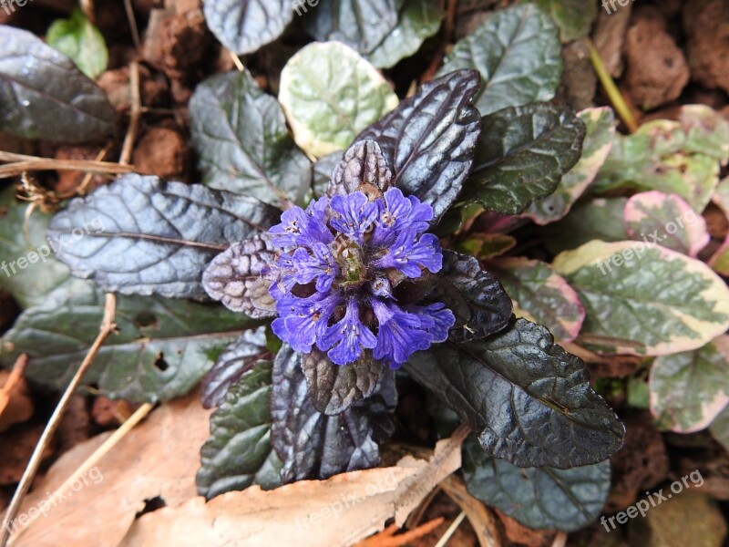 Botany Blue Flower Plants Flowering Free Photos