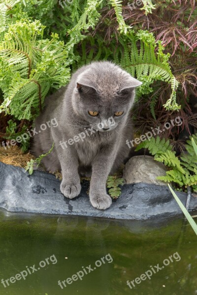 Cat Carthusian Pets Blue Pussy