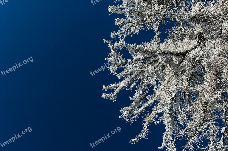 Trees Snow Trees Frosted Frozen Leaves Free Photos