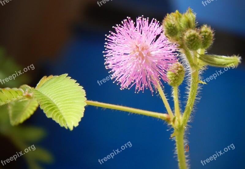 Mimosa Pudica Flowers Mimosa Plant Flora