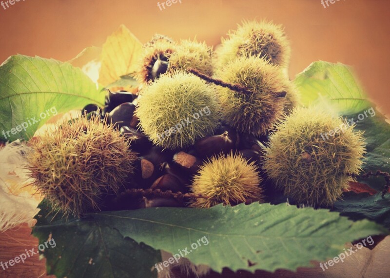 Autumn Chestnuts Autumn Colors Free Photos