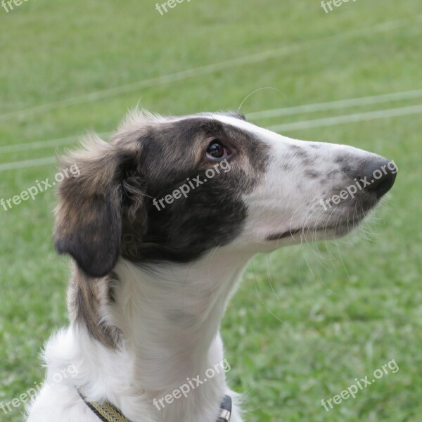 Borzoi Russian Wolfhound Sight Hound Breed Russian