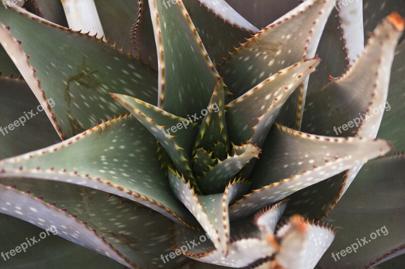 Aloe Succulent Macro Namibia Nature