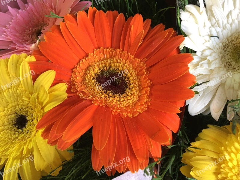 Flowers Orange Spring Garden Petal