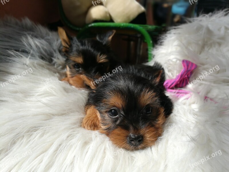 Yorkshire Terrier Dog Animal Yorskire Terrier Pet