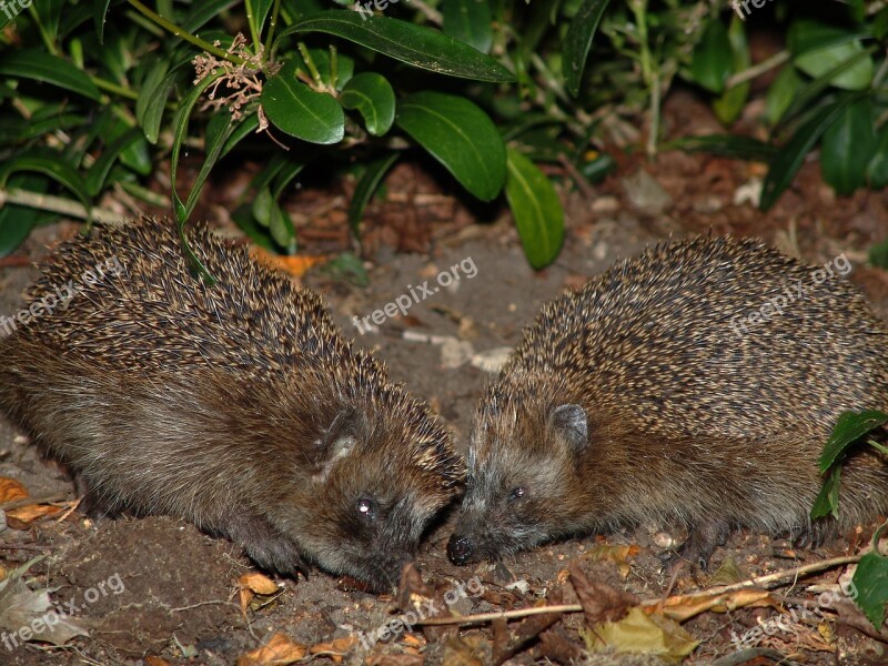 Hedgehog Animals Spur Cute Hannah