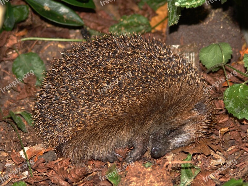 Hedgehog Animal Spur Young Hannah