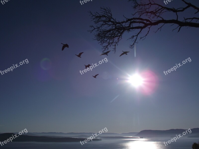 Gulf Islands Ocean Birds Tree Sun