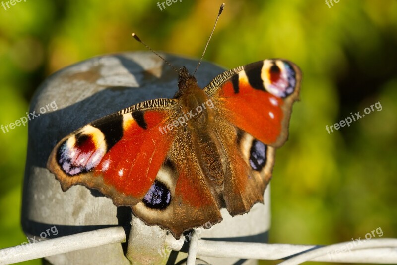 Peacock Butterfly Aglais Io Inachis Io Nymphalis Io Fence