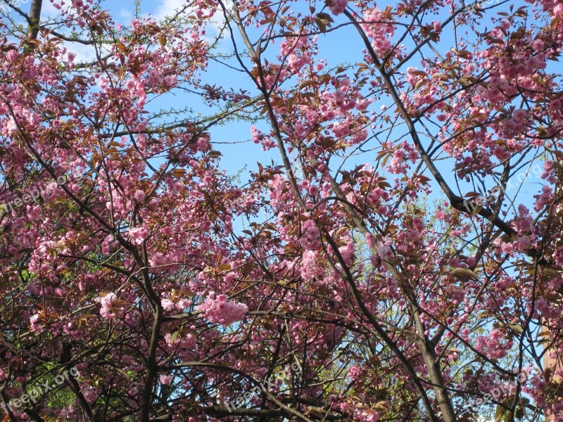 Cherry Wood Spring Flowers Cherry Blossom Free Photos