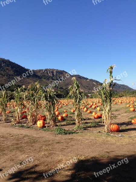 Pumpkin Pumpkins Pumpkin Patch Fall Corn