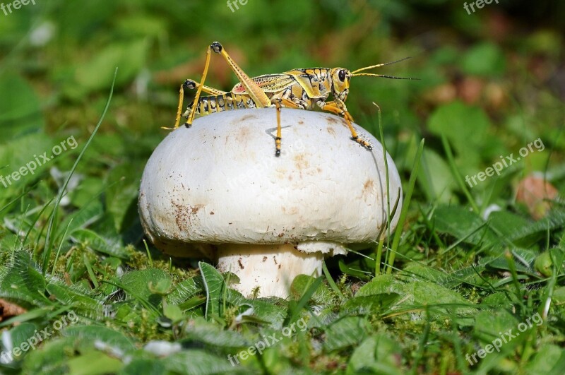 Mushroom Cricket Grass Nature Forest Litter