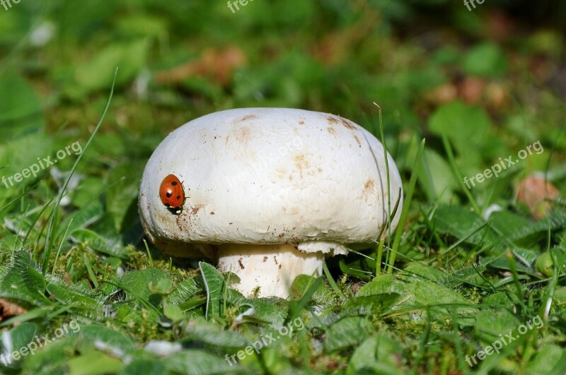 Mushroom Ladybug Grass Nature Forest Litter