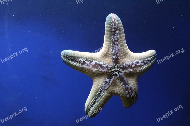 Sea Star Spiny Skin Aquatic Animal Living Nature