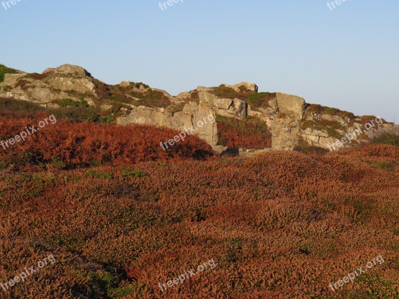 Fall Ferns Vegetation Free Photos