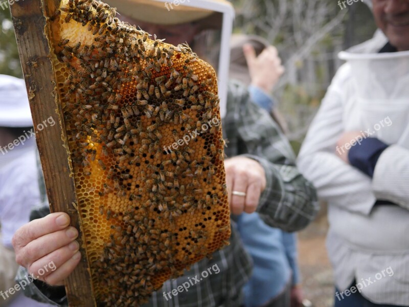 Bees Honeycomb Beeswax Beehive Apiary