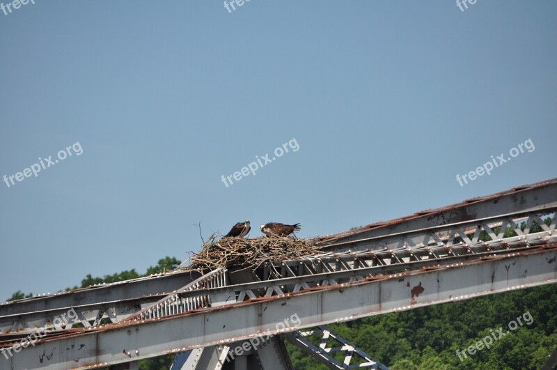 Ospreys Old Bridges Birds Free Photos