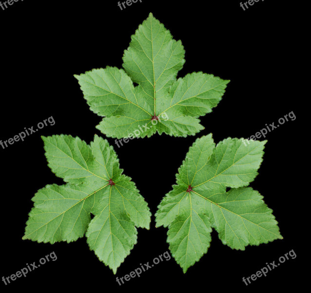 Large Leaf Decoration Wallpaper Green Leaf Free Photos