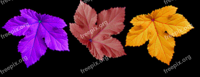 Large Leaf Decorate Background Free Photos