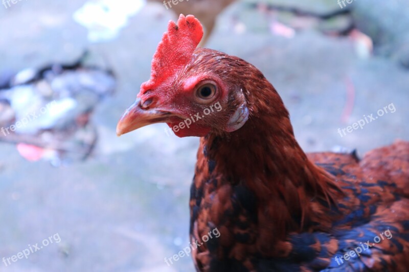 Hen Farmyard Farm Bird Nature