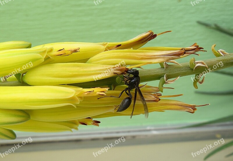 Insect Wasp Salento Free Photos