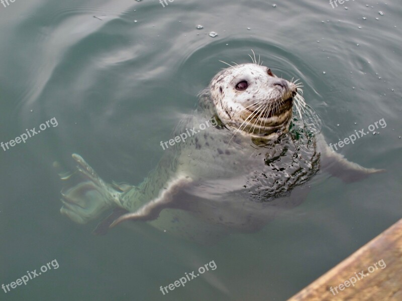 Seal Marine Ocean Mammal Nature