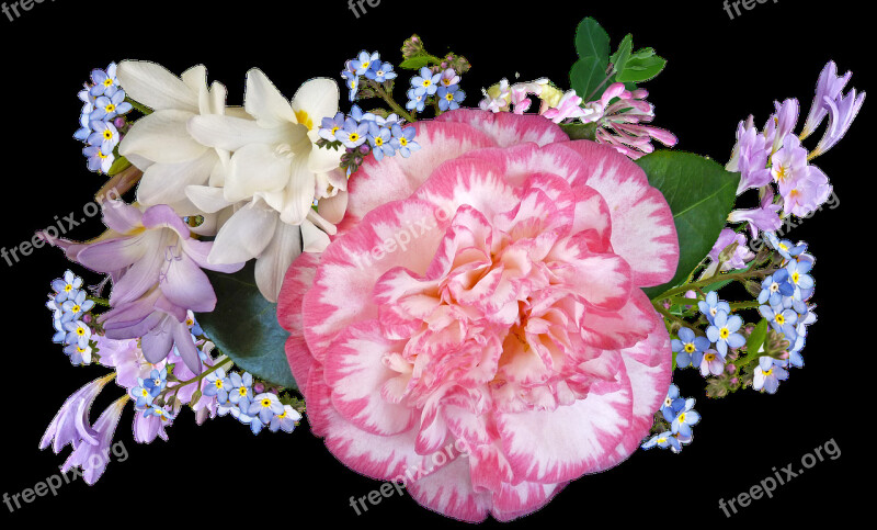 Camellia Spring Flowers Arrangement Free Photos