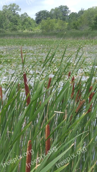 Cattails Swamp Marsh Nature Reed