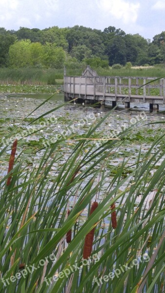 Cattails Water Wood Bridge Nature