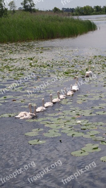 Swans Lake Water Animal Swim