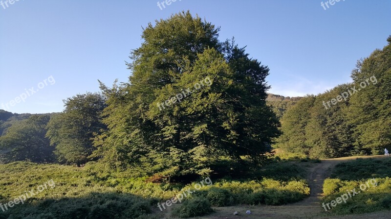 Beech Tree Nature Camposauro Mountain