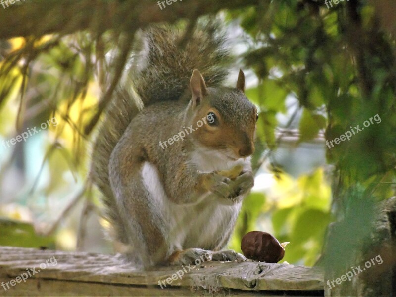 Squirrel Nature Animal Forest Wildlife