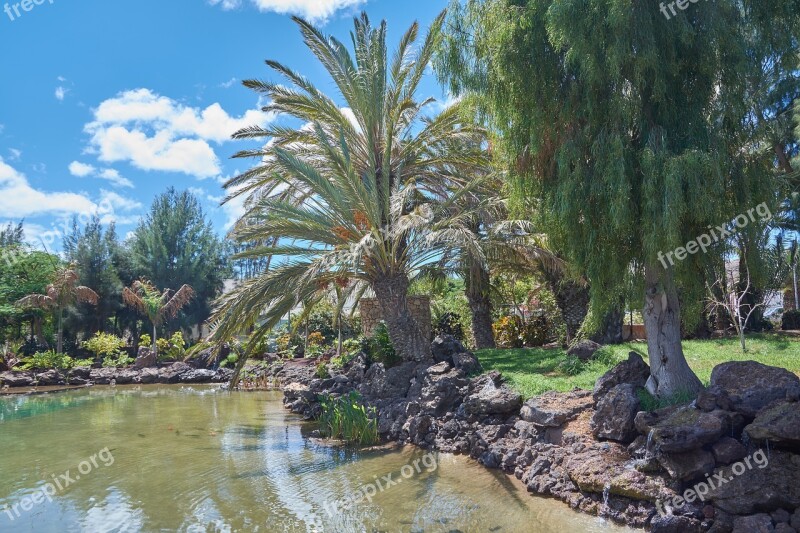 Oasis Palm Trees Water Canary Islands Sun