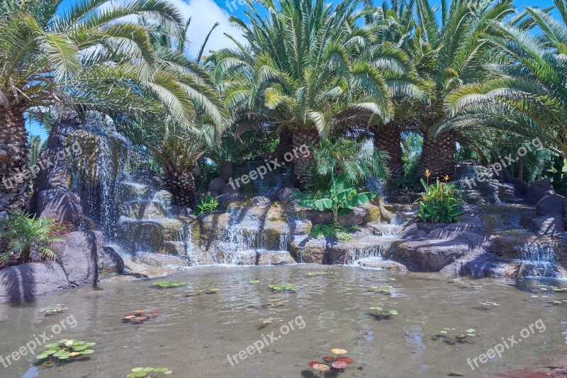 Oasis Palm Trees Water Canary Islands Sun