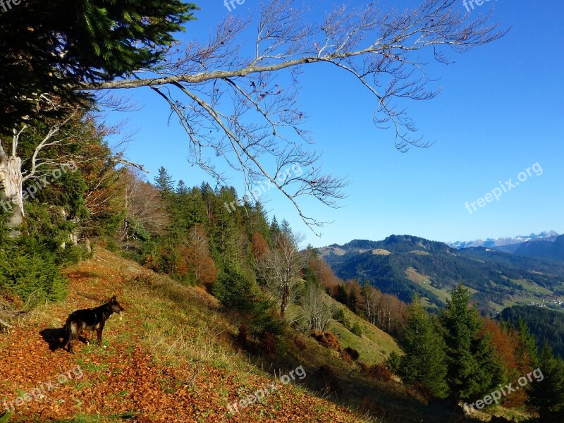 Autumn Allgäu Mountains Farbenpracht Free Photos