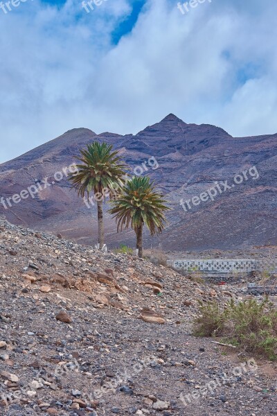 Palm Oasis Desert Karg Stones