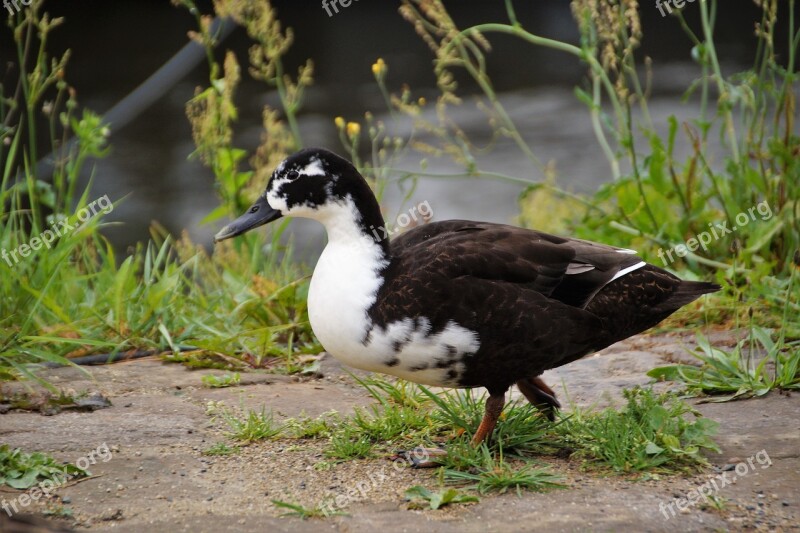 Duck Water Bird Muscovy Duck Term Mallard Duck