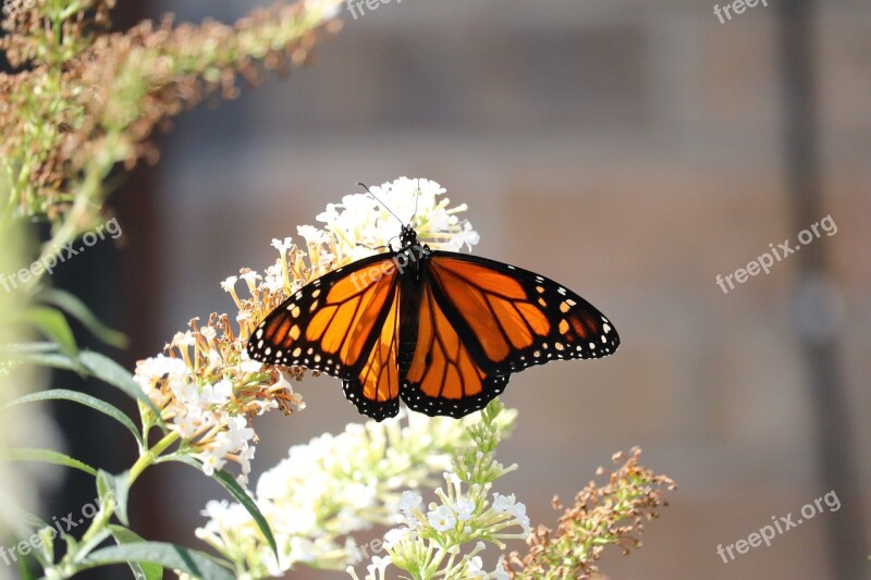 Monarch Butterfly Flower Free Photos