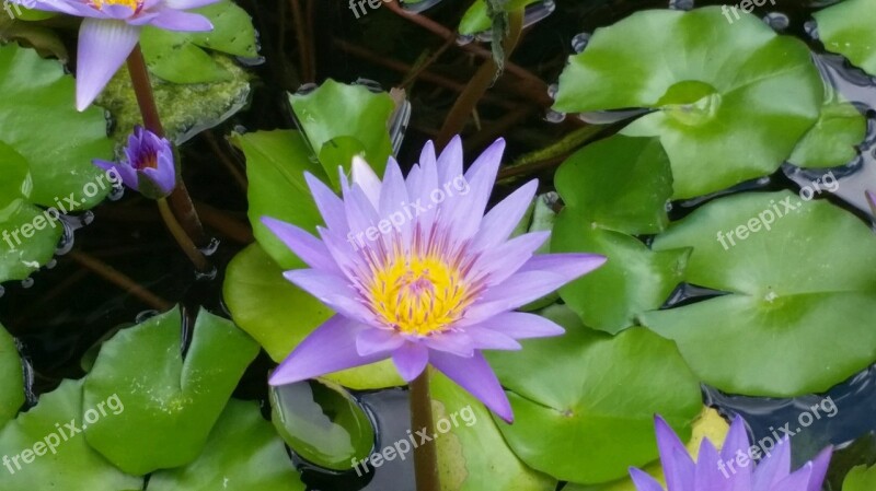 Lily Pad Lotus Botanical Aquatic