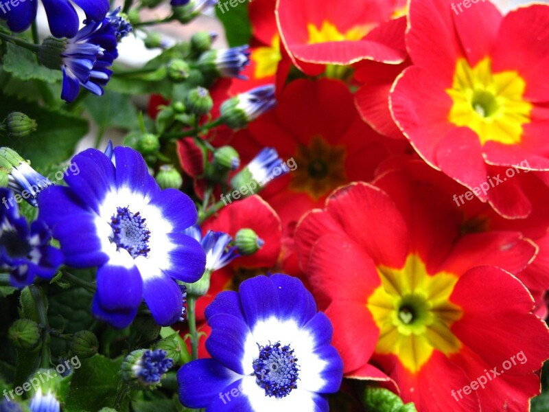 Flowers Cineraria Primrose Flora Botany