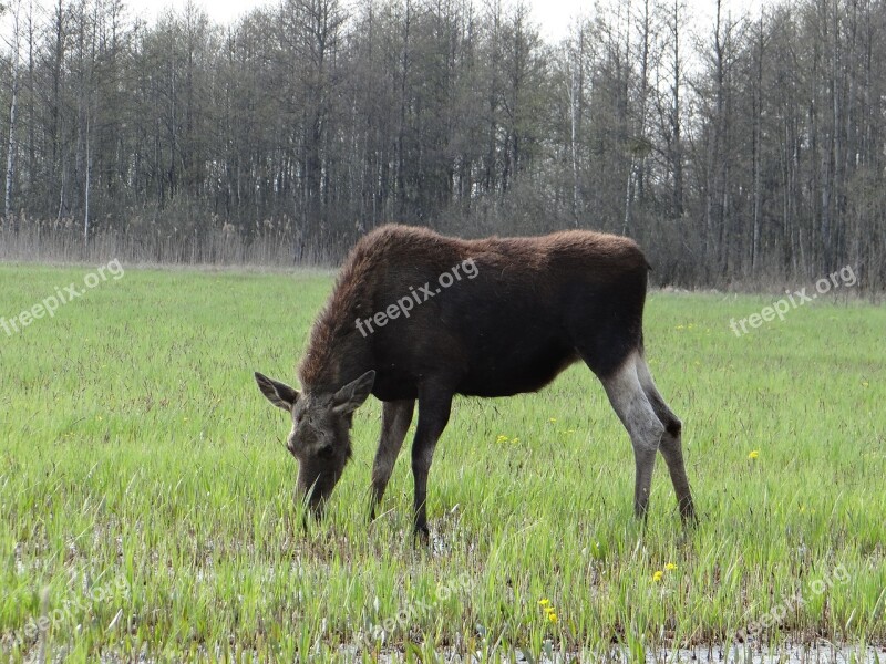 Moose Female Mammal Cervidae Animal