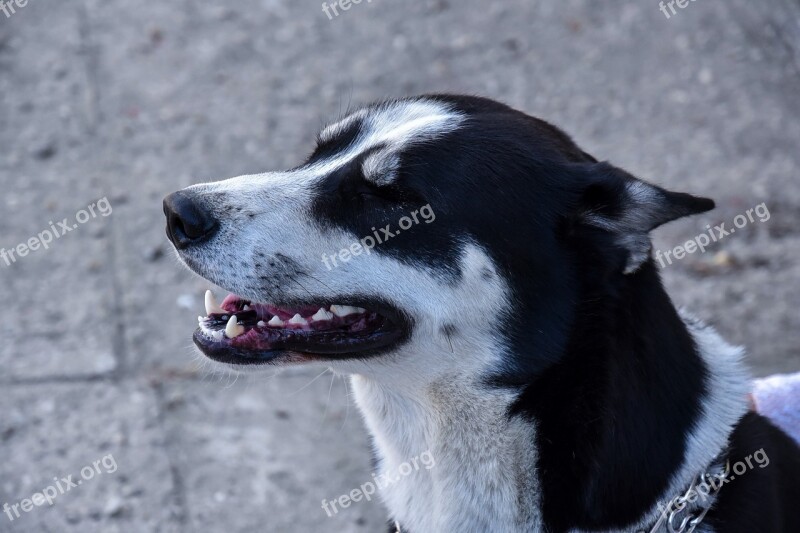 Husky Dog Siberian White Free Photos