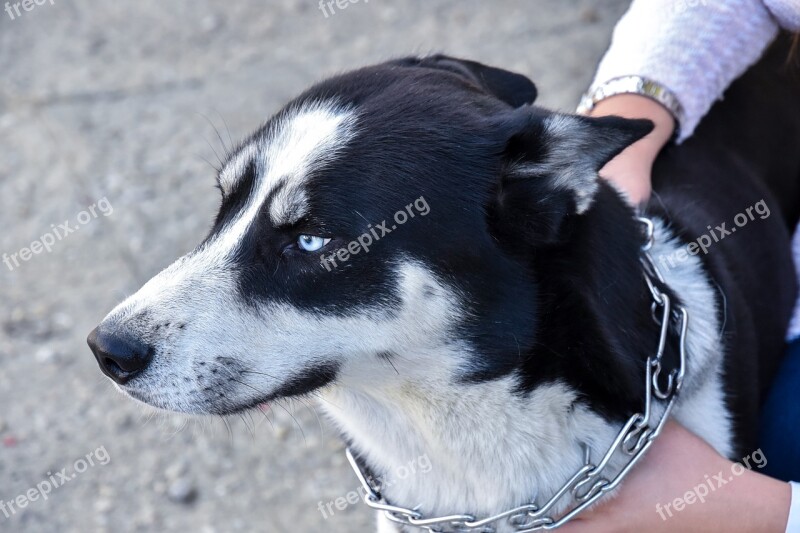 Husky Dog Siberian White Free Photos