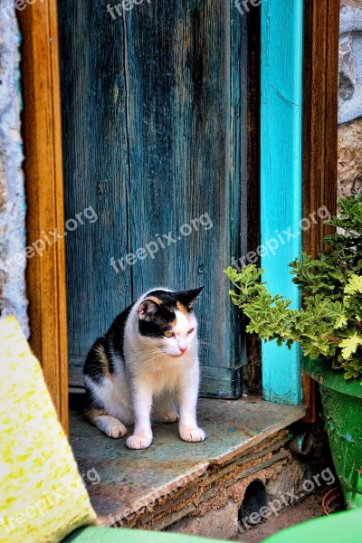 Cat Door Lauer House Input