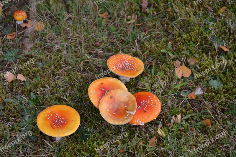 Fungus Grass Nature Garden Undergrowth