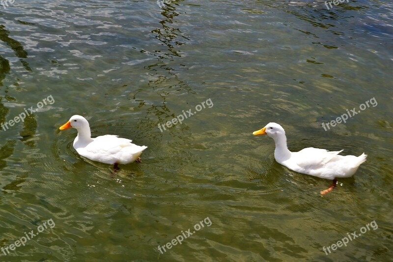 School Of Ducks Duck Animals Swimming Swim