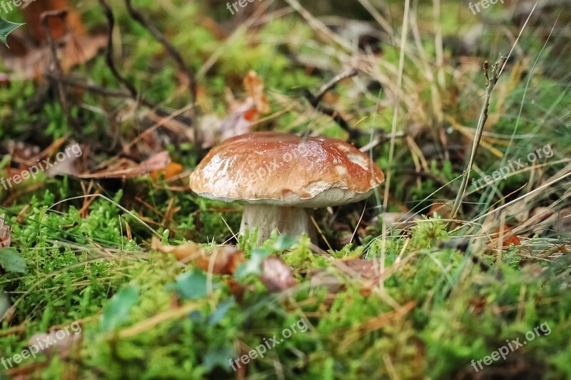 Fungus Cep Forest Nature Collection