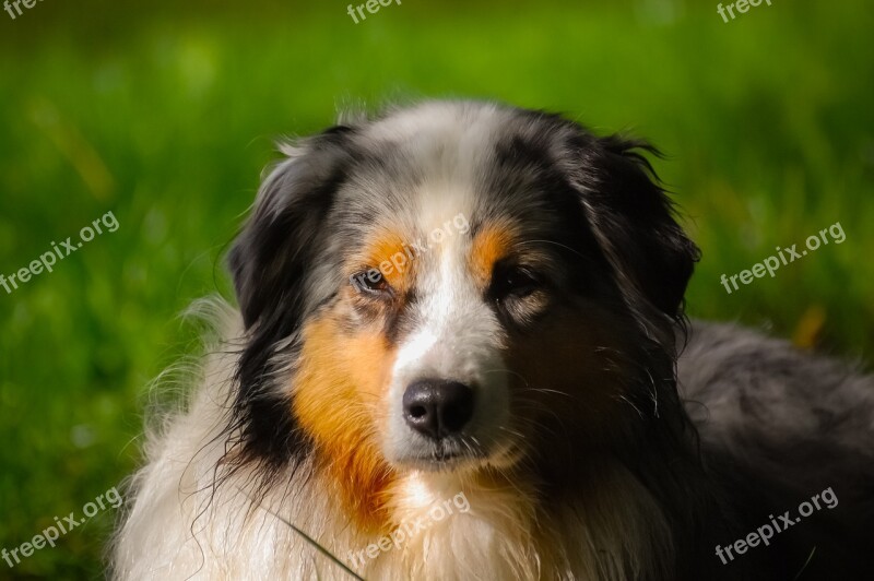 Dog Berger Australian Australian Shepherd Domestic Animal